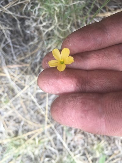 Linum australe, photographed by Trystan Harpold