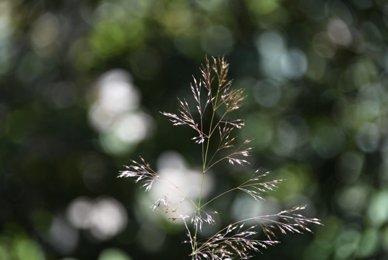 Calamagrostis bolanderi, photographed by Karen and Mike
