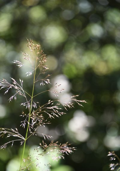 Calamagrostis bolanderi, photographed by Karen and Mike