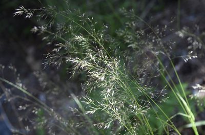 Calamagrostis bolanderi, photographed by Karen and Mike