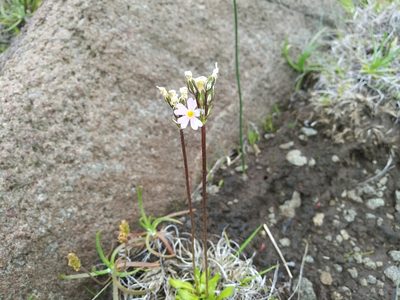 Primula laurentiana, photographed by Mike Zifkin