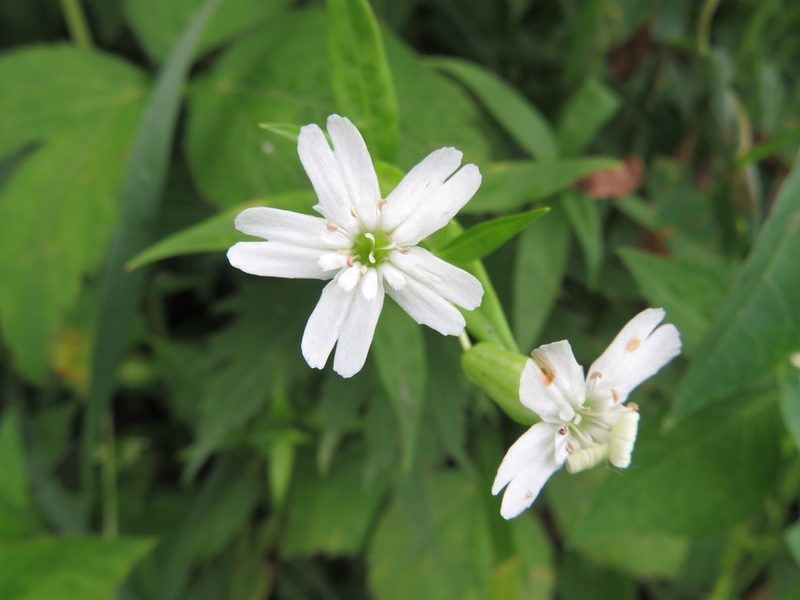 Silene nivea, photographed by Seth G. Breeding