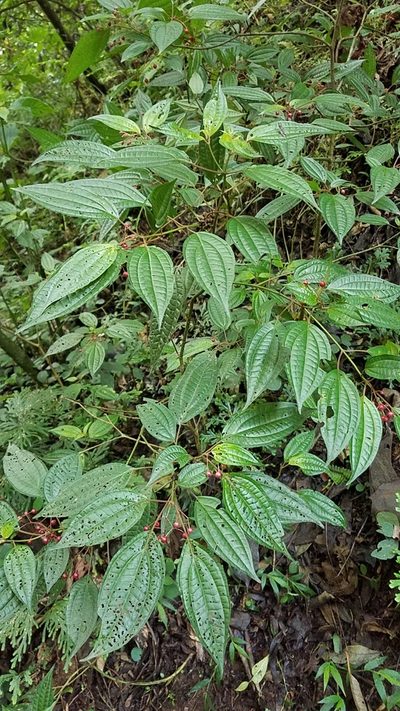 Miconia cornoides, photographed by Alan Rockefeller