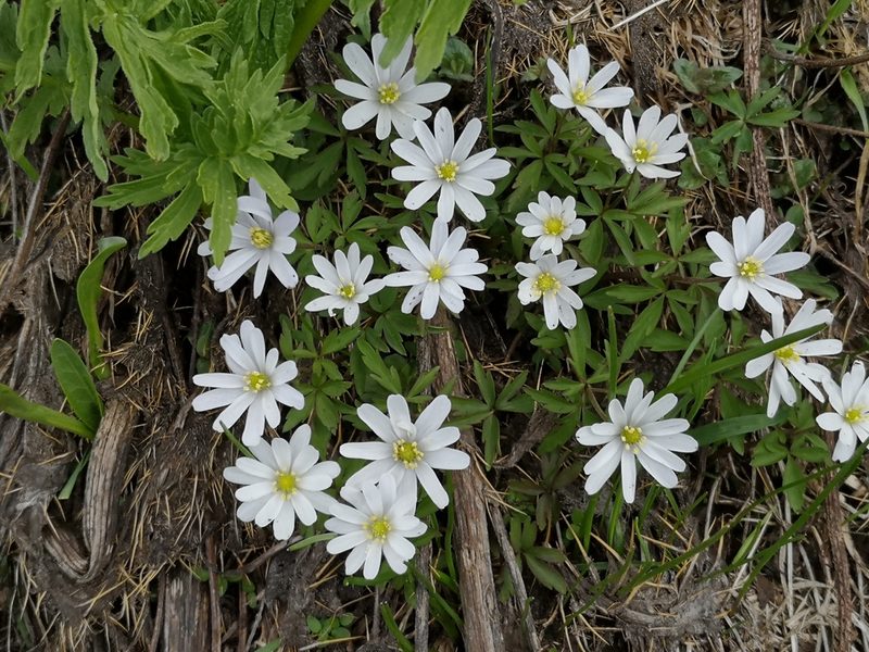 Anemonoides caucasica, photographed by Todd Boland