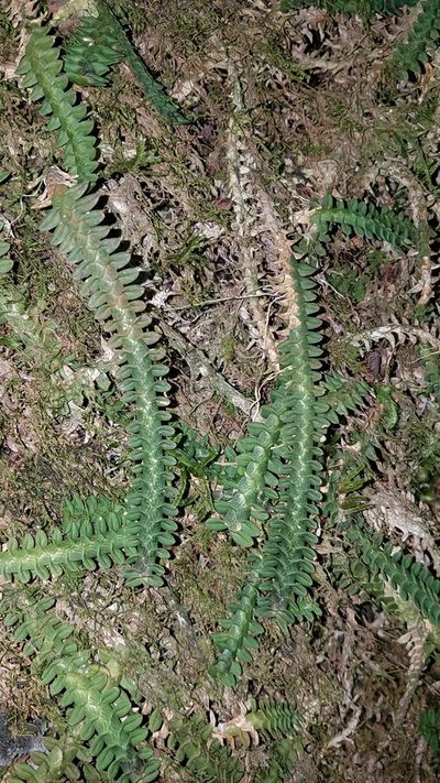 Dichaea neglecta, photographed by Alan Rockefeller
