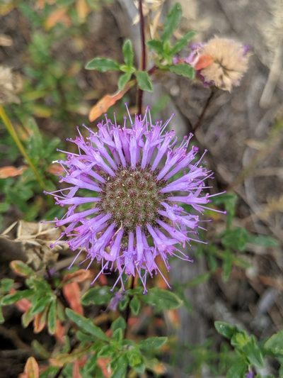 Monardella sinuata, photographed by Alex Heyman