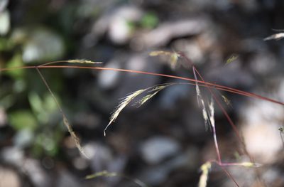 Festuca occidentalis, photographed by Karen and Mike