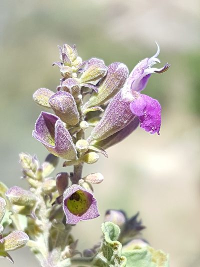 Salvia pinguifolia, photographed by Alex Abair