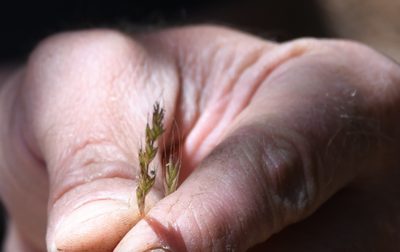 Festuca occidentalis, photographed by Karen and Mike