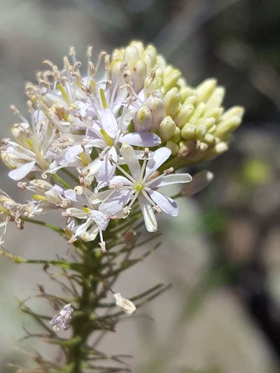 Thelypodium wrightii, photographed by Alex Abair