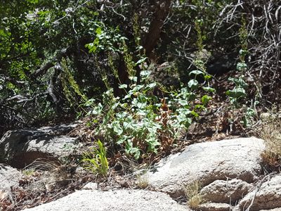 Penstemon pseudospectabilis, photographed by Alex Abair