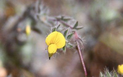 Lotus angustissimus, photographed by Karen and Mike