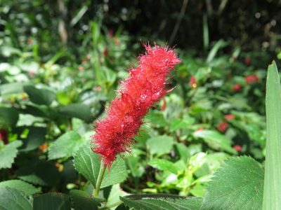 Acalypha herzogiana, photographed by Diogo Luiz