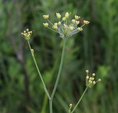 Tiedemannia filiformis, photographed by Lauren McLaurin