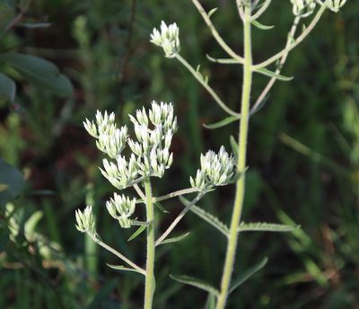 Eupatorium album, photographed by Lauren McLaurin
