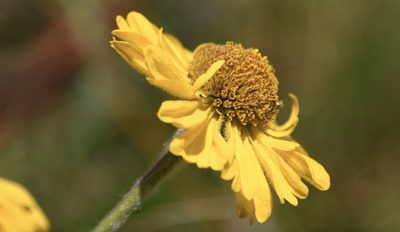 Helenium bolanderi, photographed by Karen and Mike