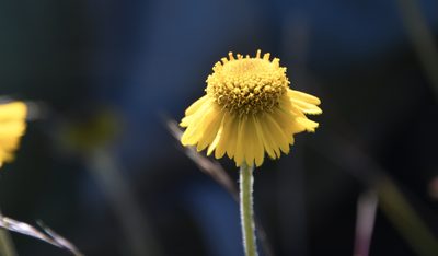 Helenium bolanderi, photographed by Karen and Mike