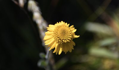Helenium bolanderi, photographed by Karen and Mike