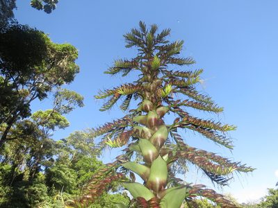 Alcantarea imperialis, photographed by Diogo Luiz