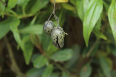 Solanum caripense, photographed by Andrés Ramírez-Barrera