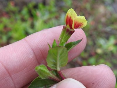 Oenothera epilobiifolia, photographed by Sam Kieschnick
