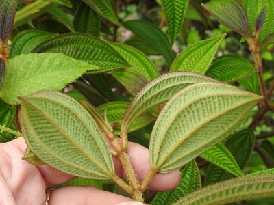 Miconia subseriata, photographed by Sam Kieschnick