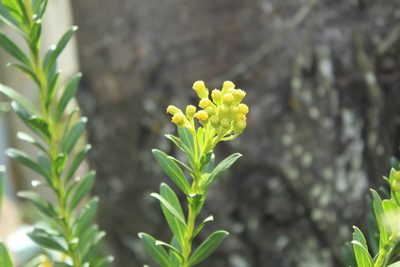 Pentacalia corymbosa, photographed by Andrés Ramírez-Barrera