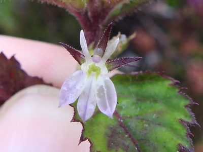 Lobelia longicaulis, photographed by Sam Kieschnick