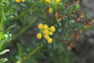 Pentacalia corymbosa, photographed by Andrés Ramírez-Barrera