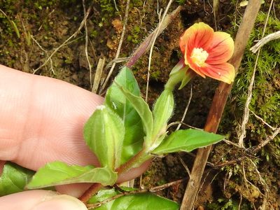 Oenothera epilobiifolia, photographed by Sam Kieschnick
