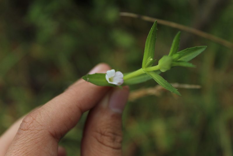Gratiola bogotensis, photographed by Andrés Ramírez-Barrera