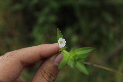 Gratiola bogotensis, photographed by Andrés Ramírez-Barrera