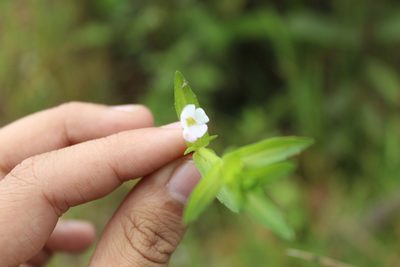 Gratiola bogotensis, photographed by Andrés Ramírez-Barrera