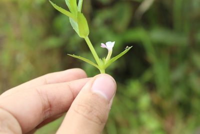 Gratiola bogotensis, photographed by Andrés Ramírez-Barrera