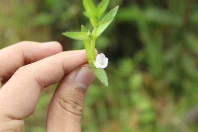 Gratiola bogotensis, photographed by Andrés Ramírez-Barrera