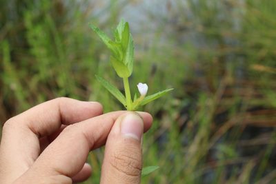 Gratiola bogotensis, photographed by Andrés Ramírez-Barrera