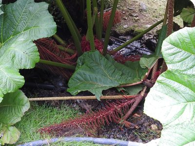 Gunnera insignis, photographed by Sam Kieschnick