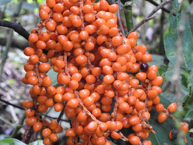 Chamaedorea pinnatifrons, photographed by Sam Kieschnick