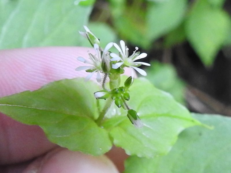 Stellaria irazuensis, photographed by Sam Kieschnick