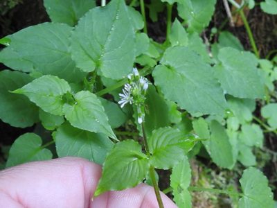 Stellaria irazuensis, photographed by Sam Kieschnick