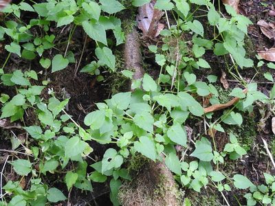 Stellaria irazuensis, photographed by Sam Kieschnick