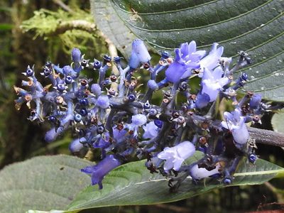 Palicourea brenesii, photographed by Sam Kieschnick