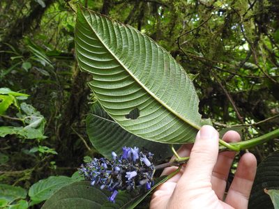 Palicourea brenesii, photographed by Sam Kieschnick