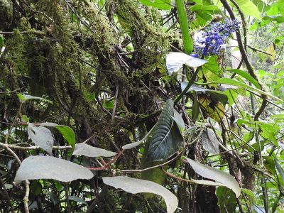 Palicourea brenesii, photographed by Sam Kieschnick