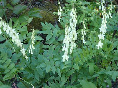 Hedysarum sulphurescens, photographed by mfeaver
