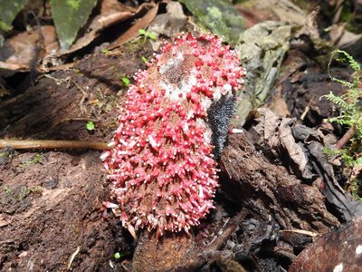 Corynaea crassa, photographed by Sam Kieschnick