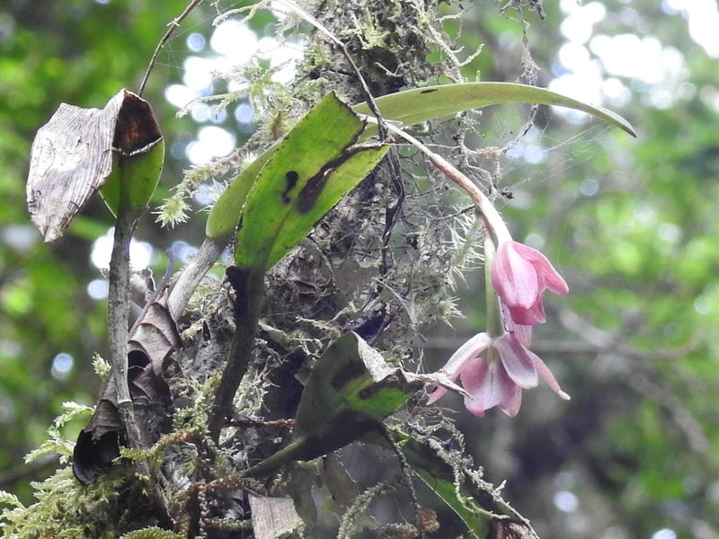 Epidendrum paucifolium, photographed by Sam Kieschnick