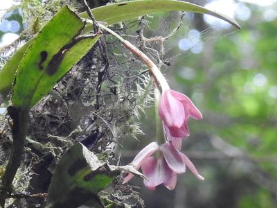 Epidendrum paucifolium, photographed by Sam Kieschnick