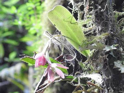 Epidendrum paucifolium, photographed by Sam Kieschnick