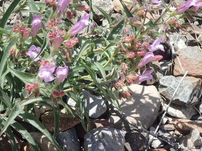 Penstemon lyallii, photographed by mfeaver
